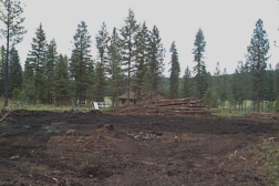BOBBI21.gif (32475 bytes)