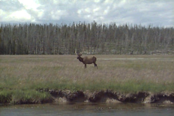 ELK 9.gif (55027 bytes)