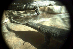 Gator 2.gif (36328 bytes)
