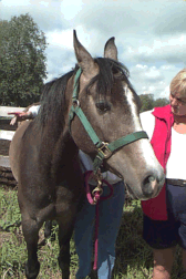 HORSE13.gif (35272 bytes)