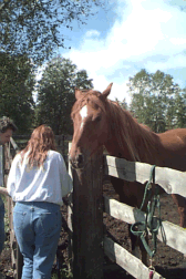 HORSE6.gif (36663 bytes)