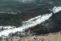 La Jolla Cove 6.gif (39460 bytes)