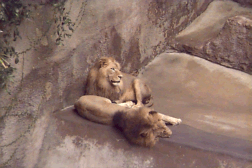 Lions 2.gif (38690 bytes)