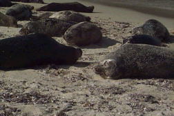 Seal 1.gif (38507 bytes)