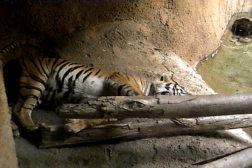 Tiger 1.gif (40268 bytes)